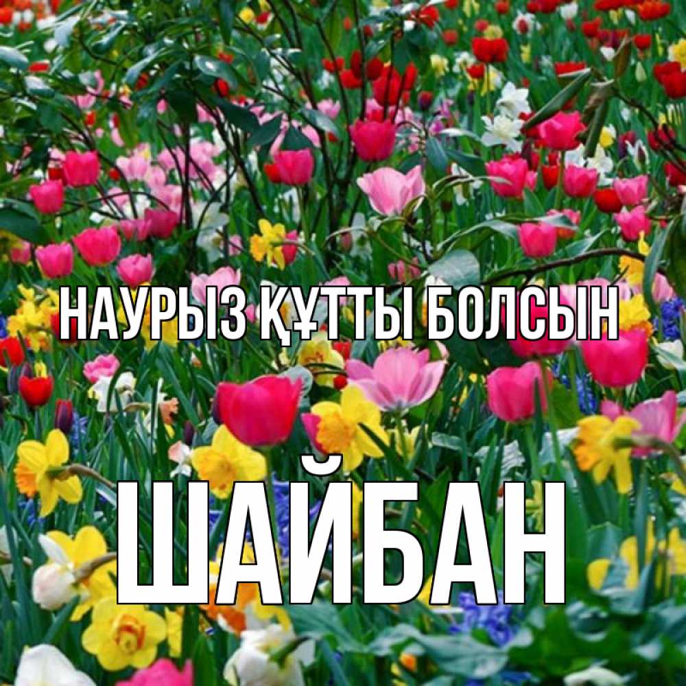 Күн сайын ашық хат с именем, ШАЙБАН Наурыз құтты болсын с наурызом поздравления для женщины Онлайн тегін жүктеп алу тілектері бар керемет карта 