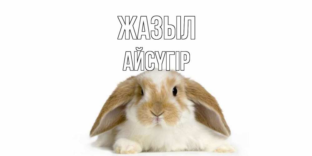 Күн сайын ашық хат с именем, Айсүгір Жазыл вислоухий кролик белого и коричневого цвета Онлайн тегін жүктеп алу тілектері бар керемет карта 