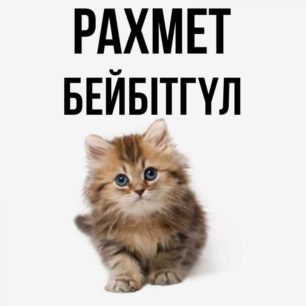 Күн сайын ашық хат с именем, БЕЙБІТГҮЛ рахмет пушистый котик Онлайн тегін жүктеп алу тілектері бар керемет карта 