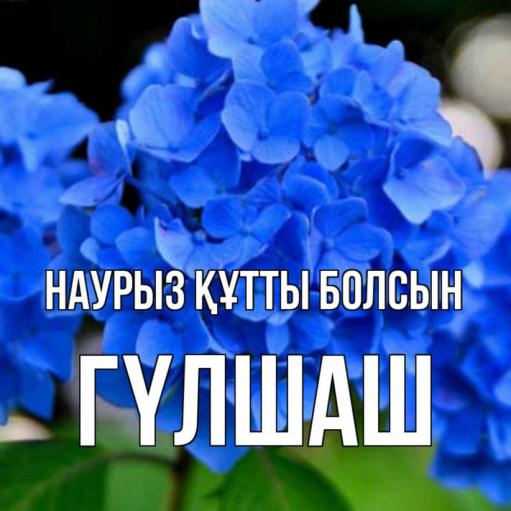 Күн сайын ашық хат с именем, ГҮЛШАШ Наурыз құтты болсын синие цветы Онлайн тегін жүктеп алу тілектері бар керемет карта 