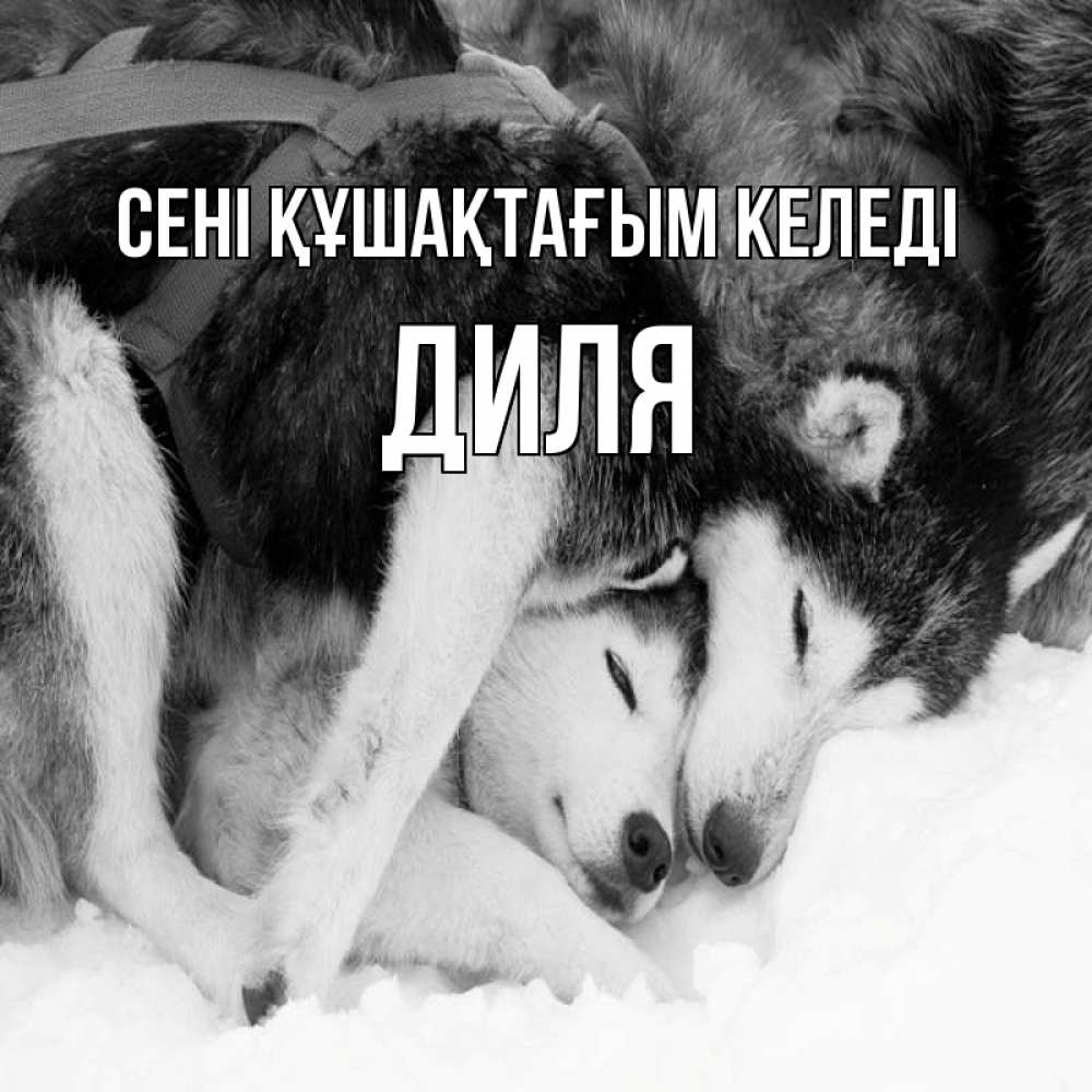 Күн сайын ашық хат с именем, Диля сені құшақтағым келеді собачки в упряжке Онлайн тегін жүктеп алу тілектері бар керемет карта 