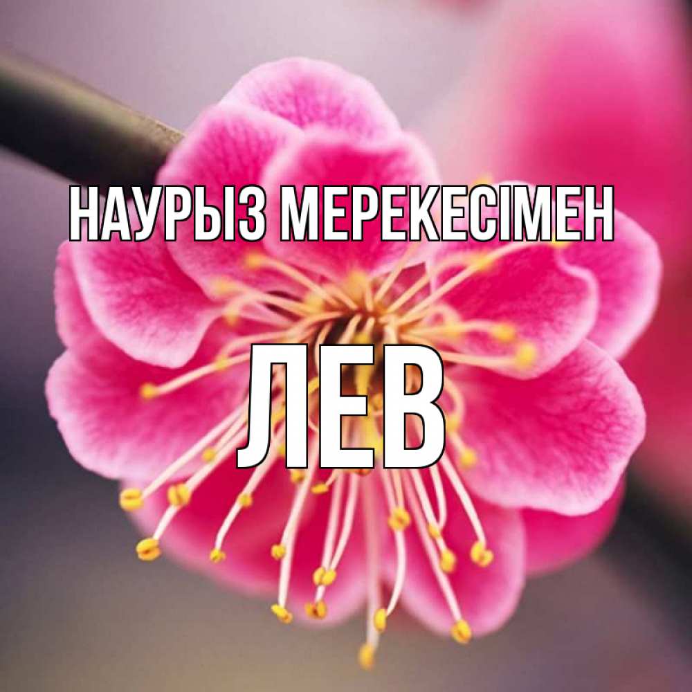 Күн сайын ашық хат с именем, Лев Наурыз мерекесімен цветы Онлайн тегін жүктеп алу тілектері бар керемет карта 