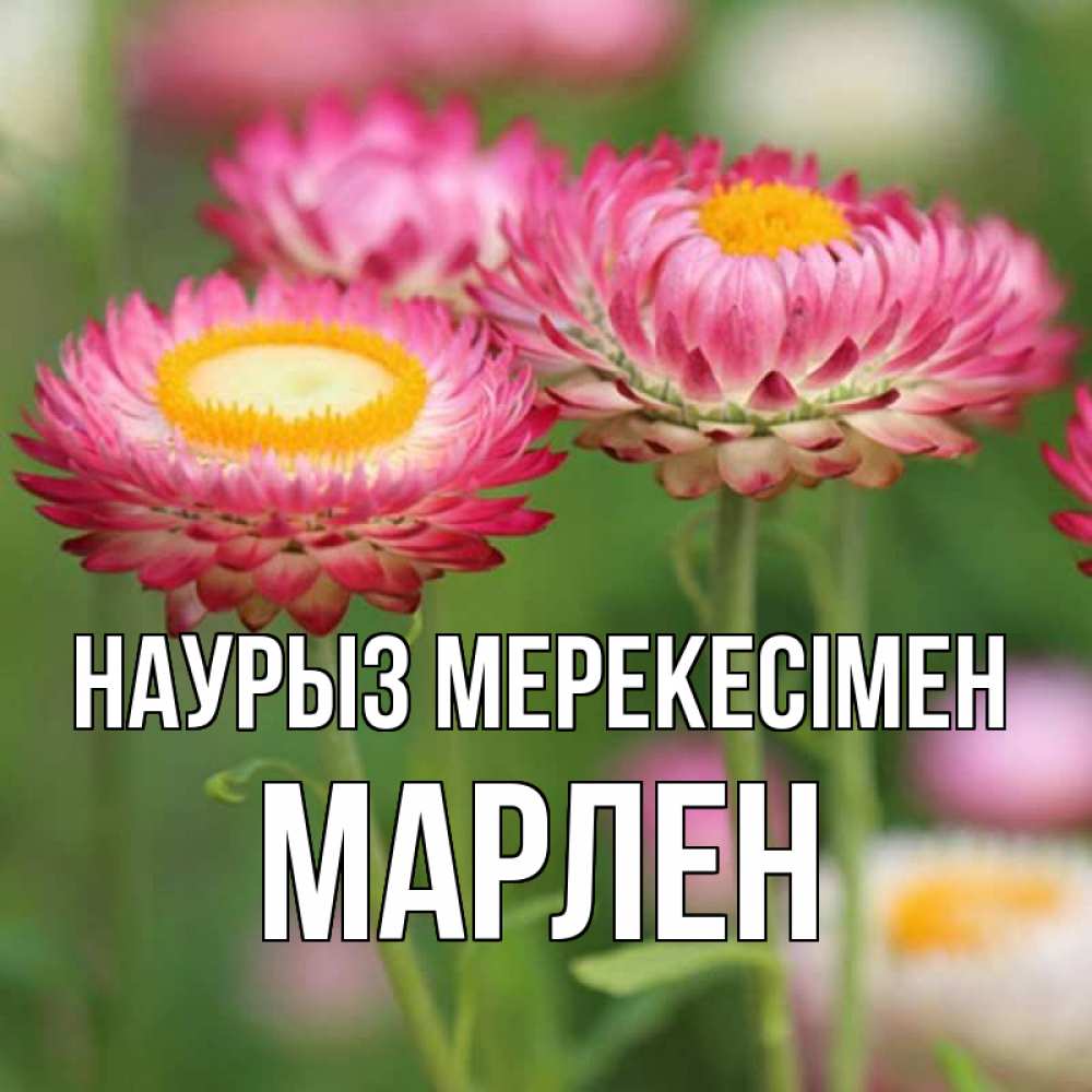 Күн сайын ашық хат с именем, МАРЛЕН Наурыз мерекесімен подарок на международный женский день Онлайн тегін жүктеп алу тілектері бар керемет карта 