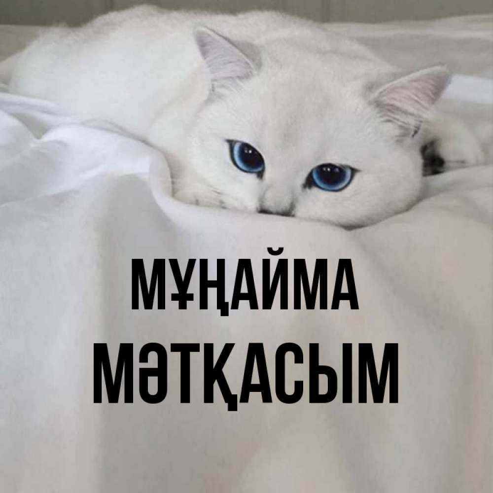 Күн сайын ашық хат с именем, МӘТҚАСЫМ Мұңайма Голубоглазая кошка Онлайн тегін жүктеп алу тілектері бар керемет карта 