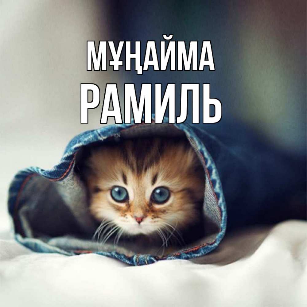 Күн сайын ашық хат с именем, Рамиль Мұңайма кот в одежде Онлайн тегін жүктеп алу тілектері бар керемет карта 