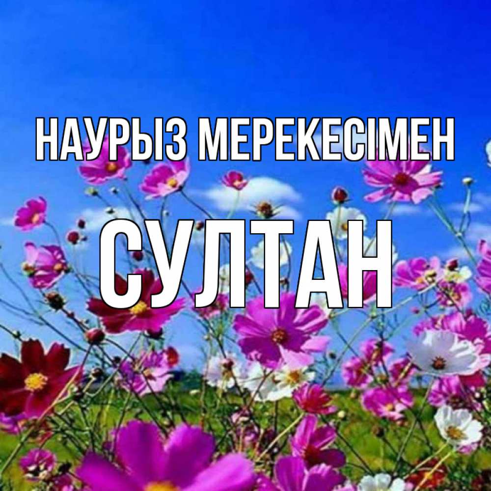 Күн сайын ашық хат с именем, Султан Наурыз мерекесімен цветы Онлайн тегін жүктеп алу тілектері бар керемет карта 