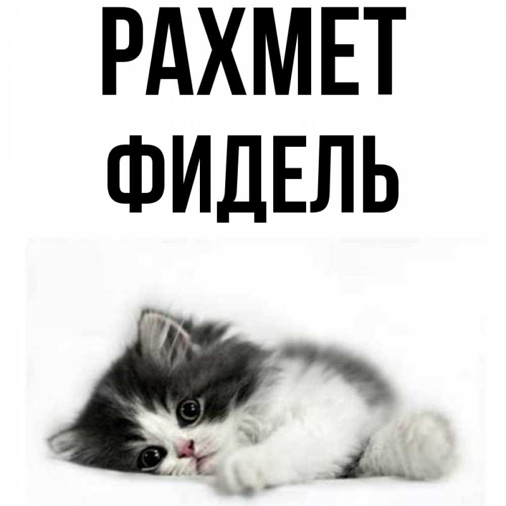Күн сайын ашық хат с именем, Фидель рахмет черный и белый кот Онлайн тегін жүктеп алу тілектері бар керемет карта 