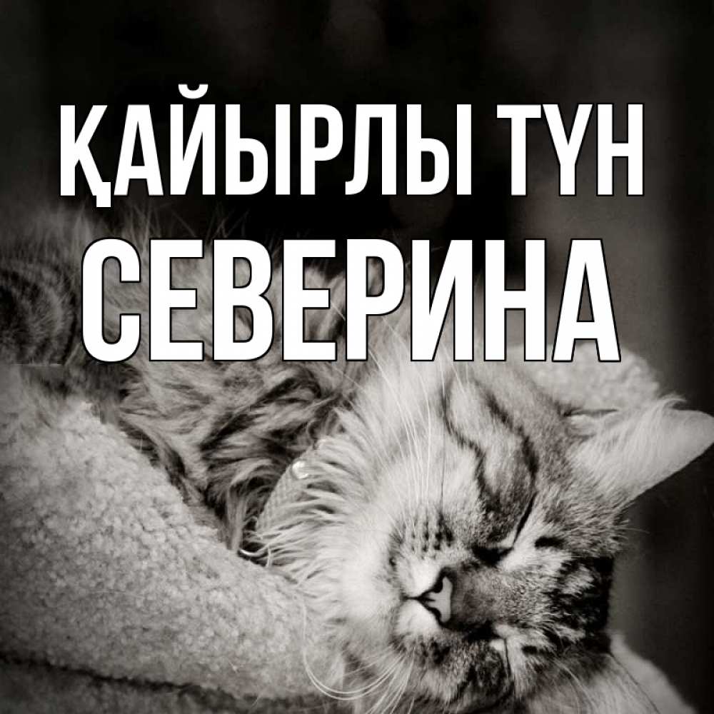 Күн сайын ашық хат с именем, Северина Қайырлы түн котярик пушистый Онлайн тегін жүктеп алу тілектері бар керемет карта 