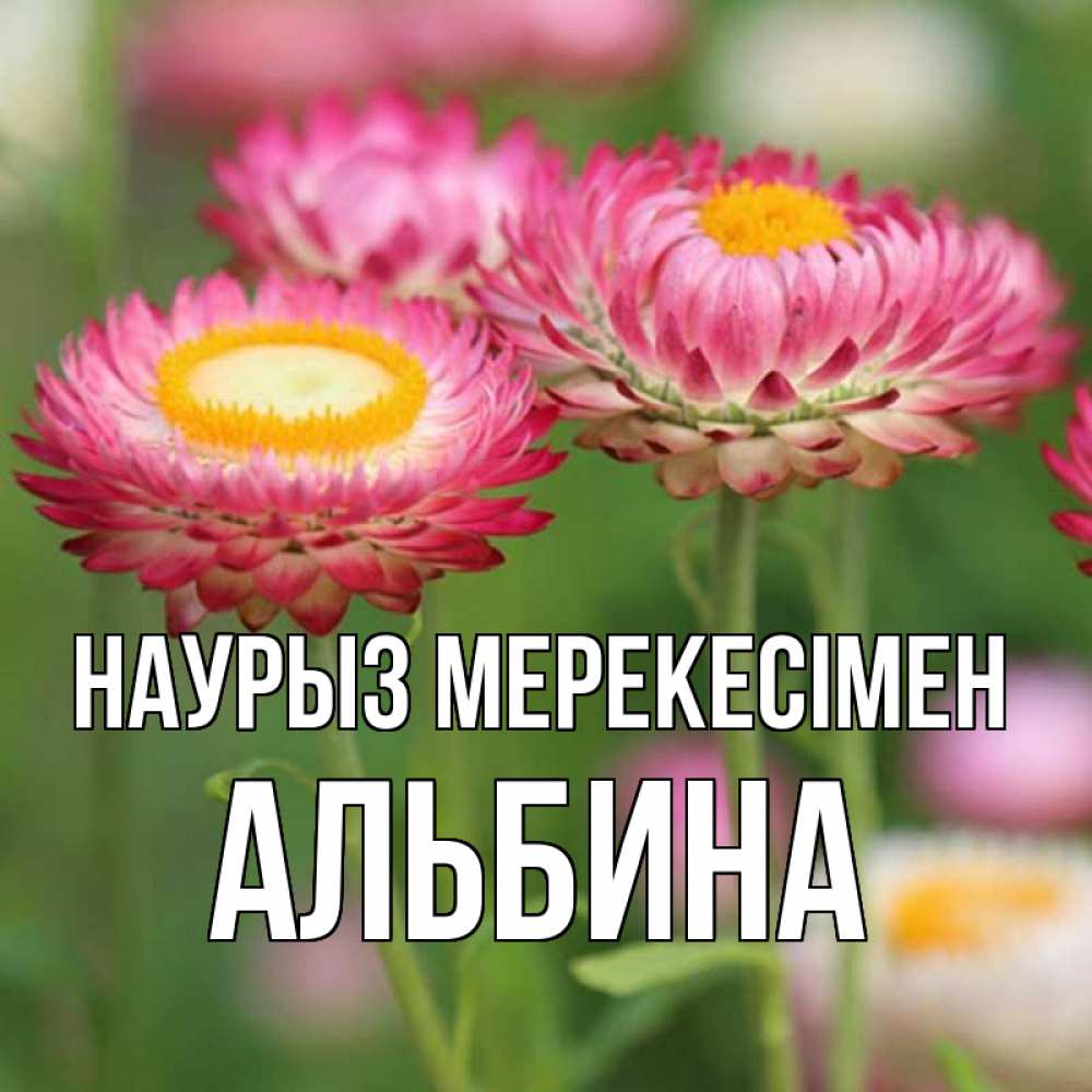 Күн сайын ашық хат с именем, Альбина Наурыз мерекесімен подарок на международный женский день Онлайн тегін жүктеп алу тілектері бар керемет карта 