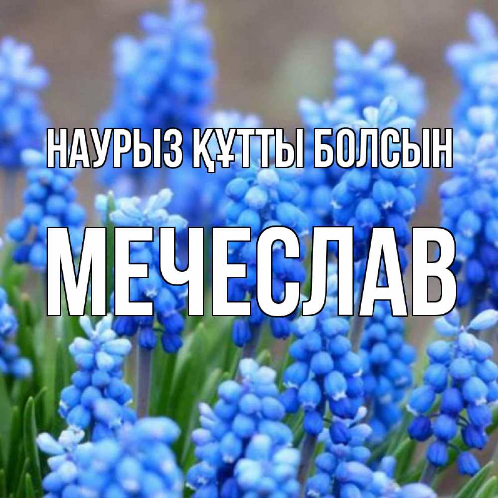 Күн сайын ашық хат с именем, Мечеслав Наурыз құтты болсын Поздравительная открытка для женщин с цветами на праздничную дату Онлайн тегін жүктеп алу тілектері бар керемет карта 