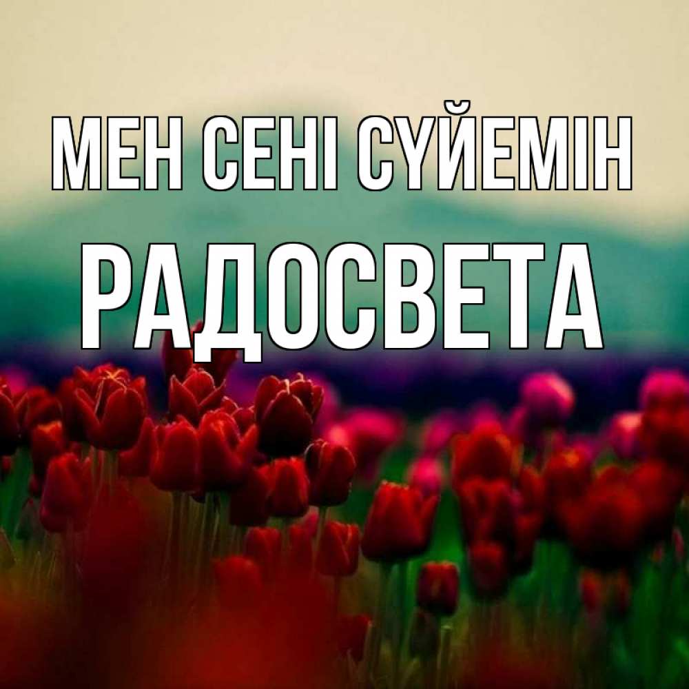 Күн сайын ашық хат с именем, Радосвета Мен сені сүйемін тюльпаны 4 Онлайн тегін жүктеп алу тілектері бар керемет карта 