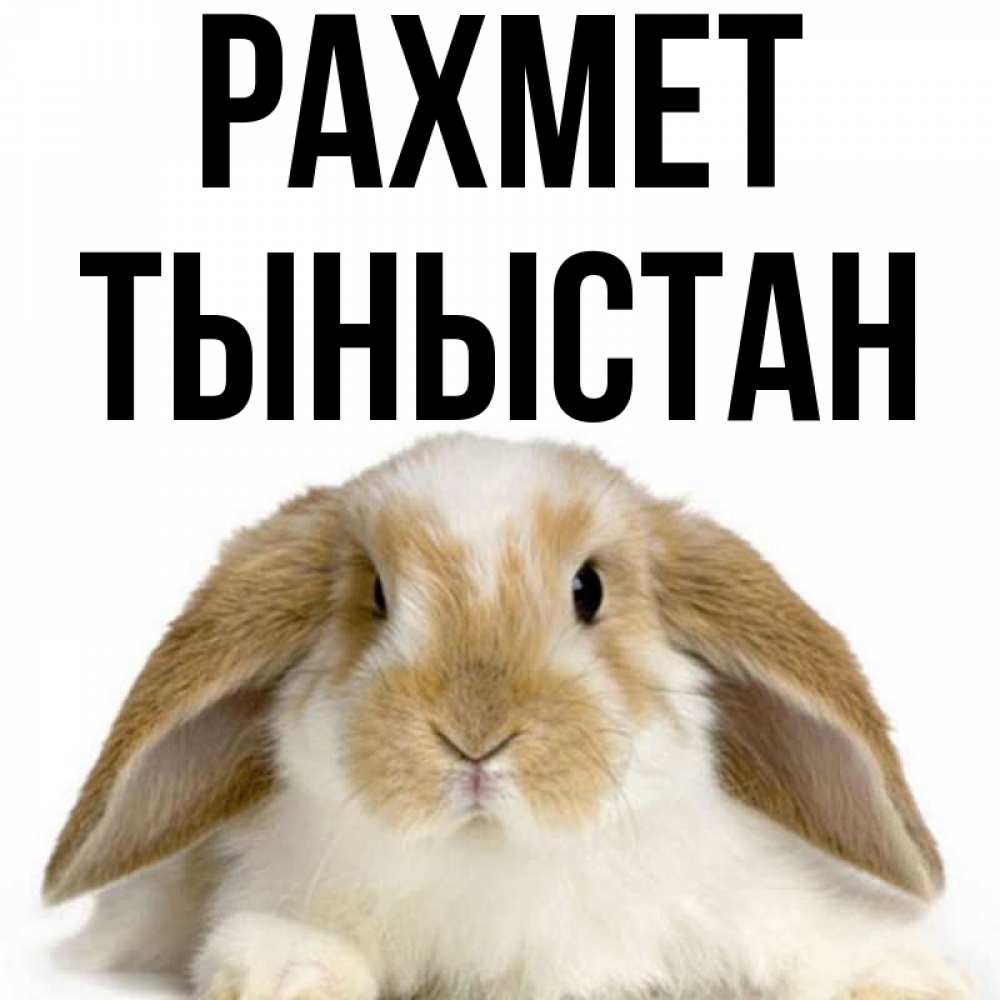 Күн сайын ашық хат с именем, ТЫНЫСТАН рахмет коричнево белый заяц Онлайн тегін жүктеп алу тілектері бар керемет карта 
