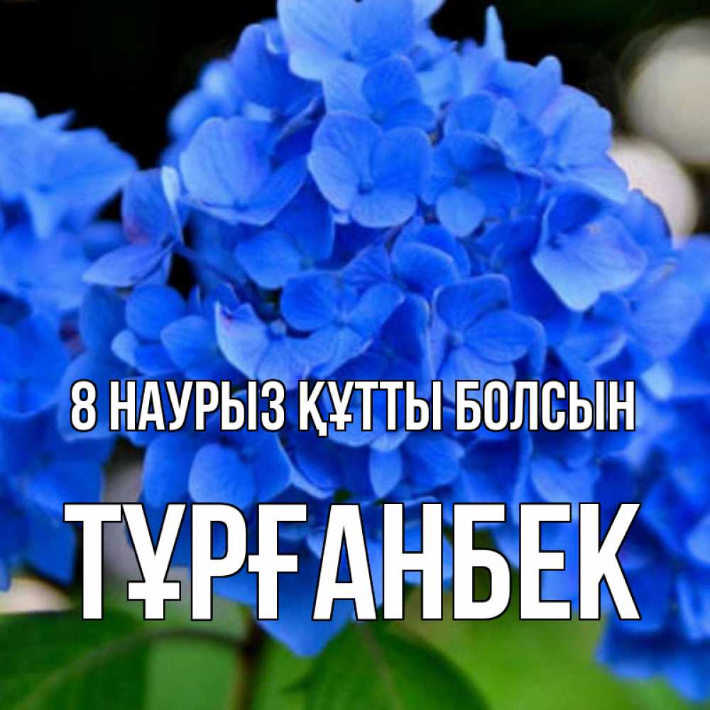 Күн сайын ашық хат с именем, ТҰРҒАНБЕК 8 наурыз құтты болсын синие цветы Онлайн тегін жүктеп алу тілектері бар керемет карта 