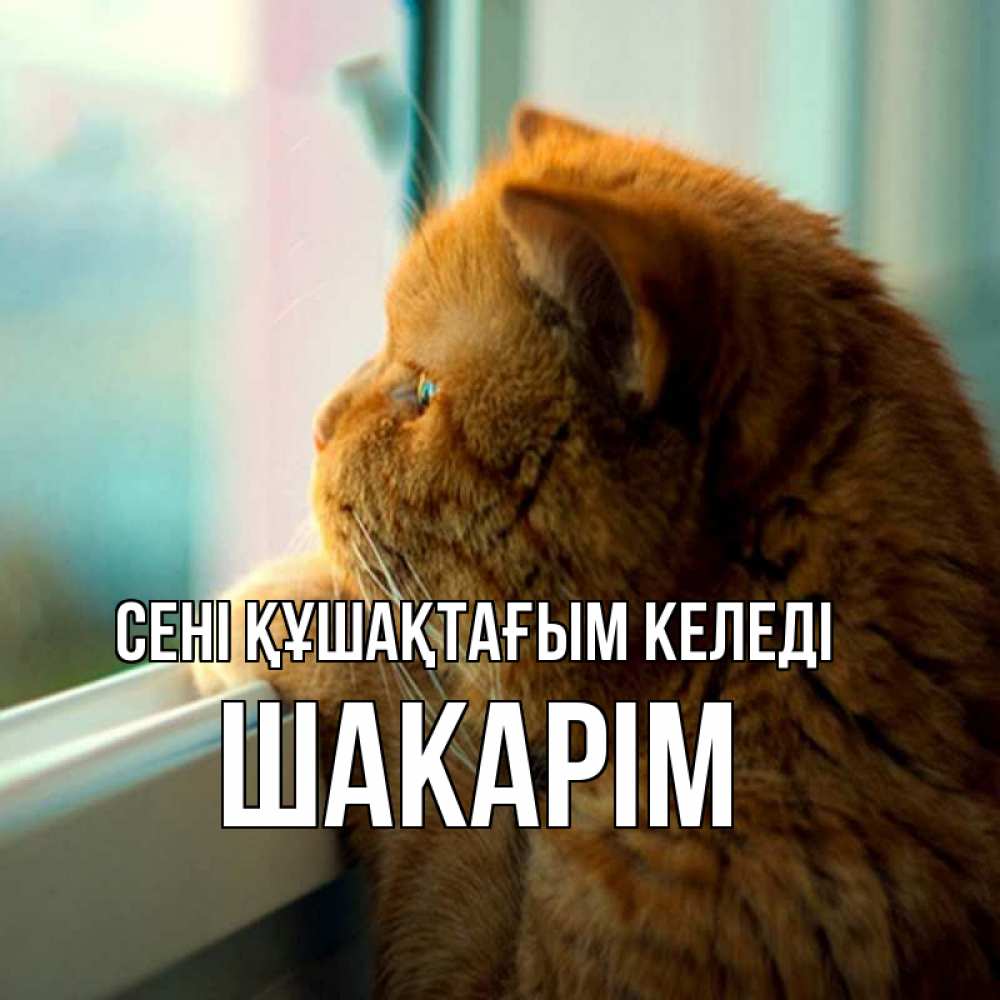 Күн сайын ашық хат с именем, ШАКАРІМ сені құшақтағым келеді большой огромный рыжий котяра Онлайн тегін жүктеп алу тілектері бар керемет карта 