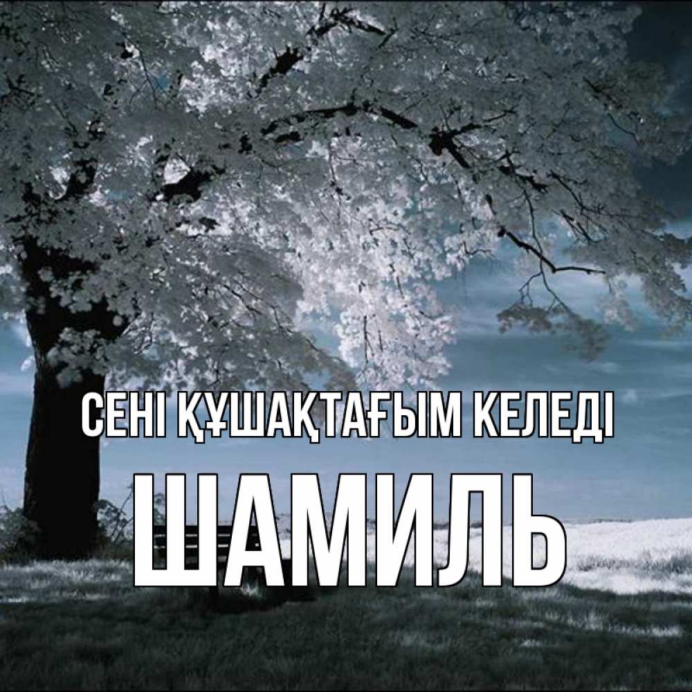 Күн сайын ашық хат с именем, Шамиль сені құшақтағым келеді дерево Онлайн тегін жүктеп алу тілектері бар керемет карта 