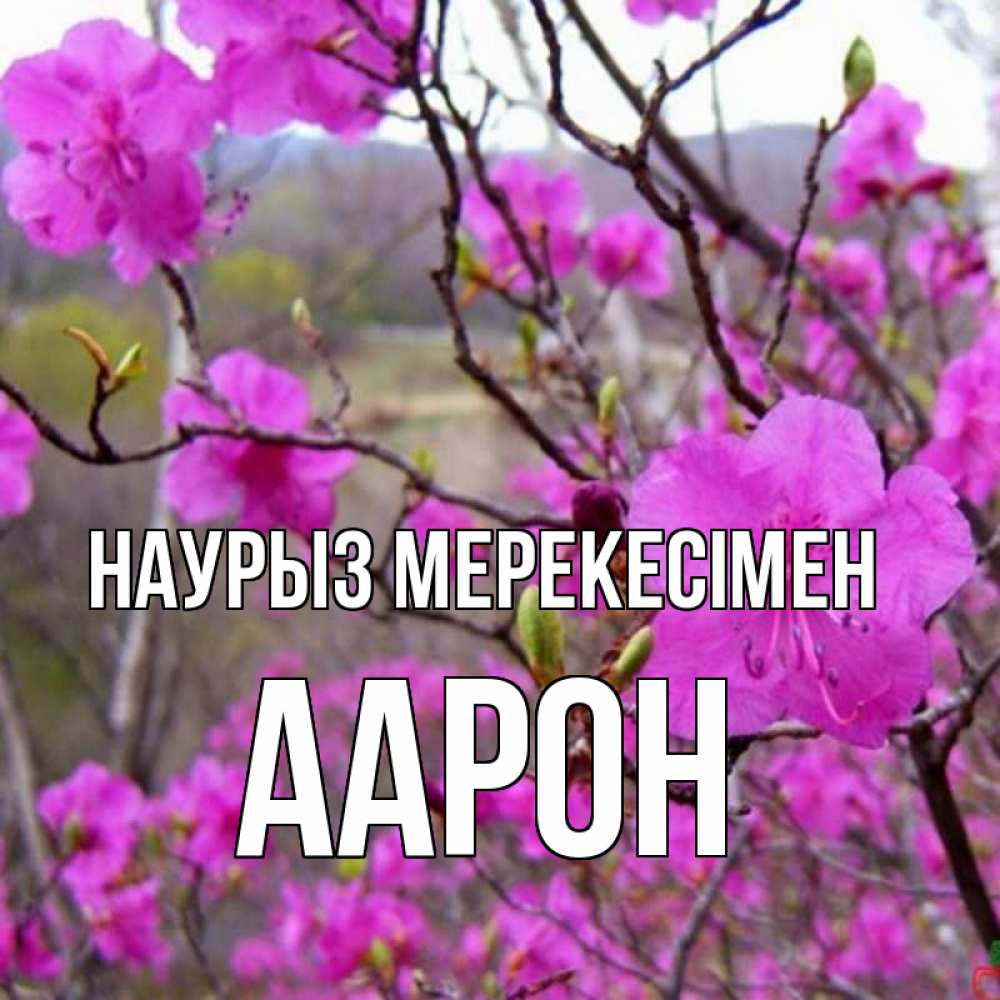 Күн сайын ашық хат с именем, Аарон Наурыз мерекесімен праздник весны наурыз Онлайн тегін жүктеп алу тілектері бар керемет карта 