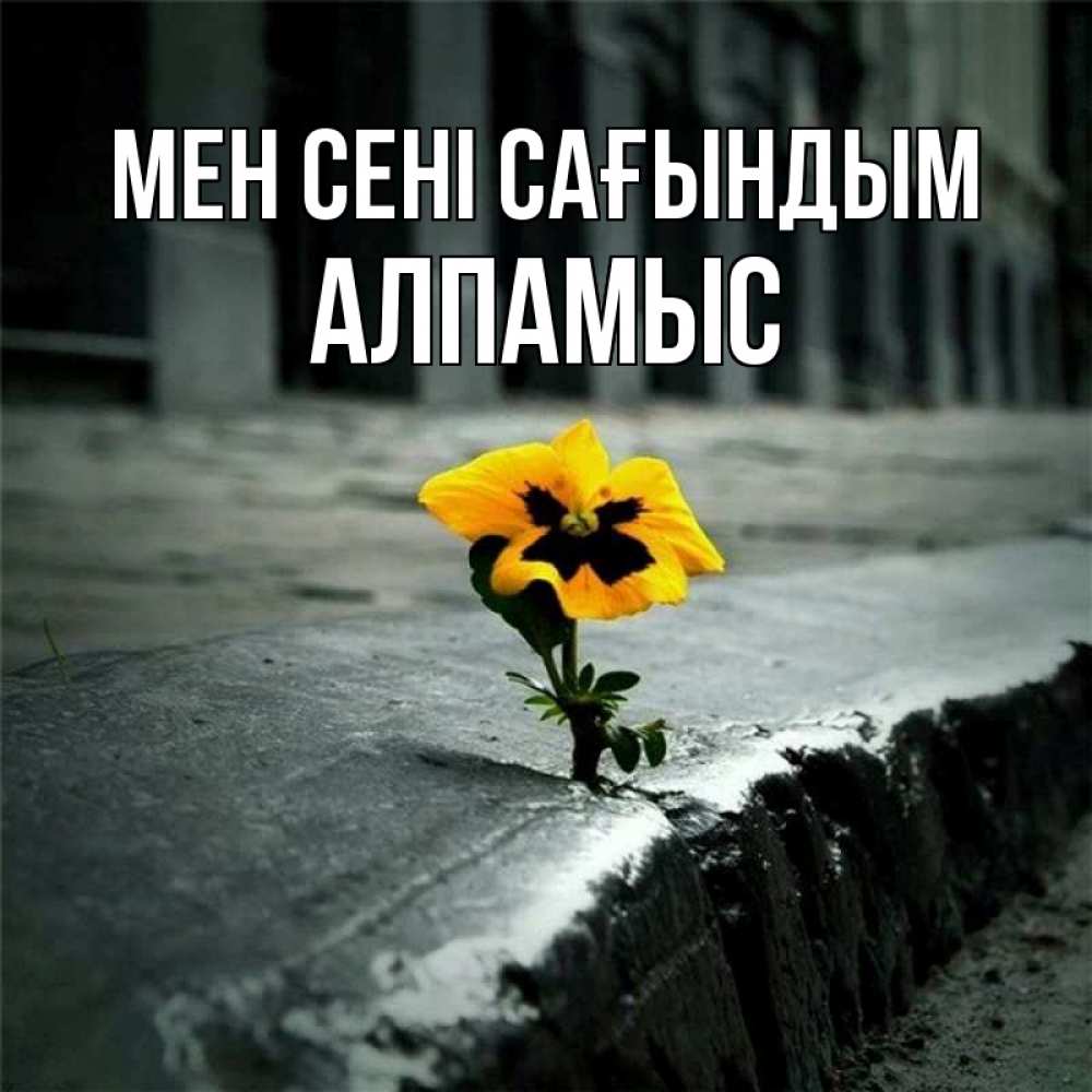 Күн сайын ашық хат с именем, Алпамыс Мен сені сағындым надеюсь будет лучше Онлайн тегін жүктеп алу тілектері бар керемет карта 
