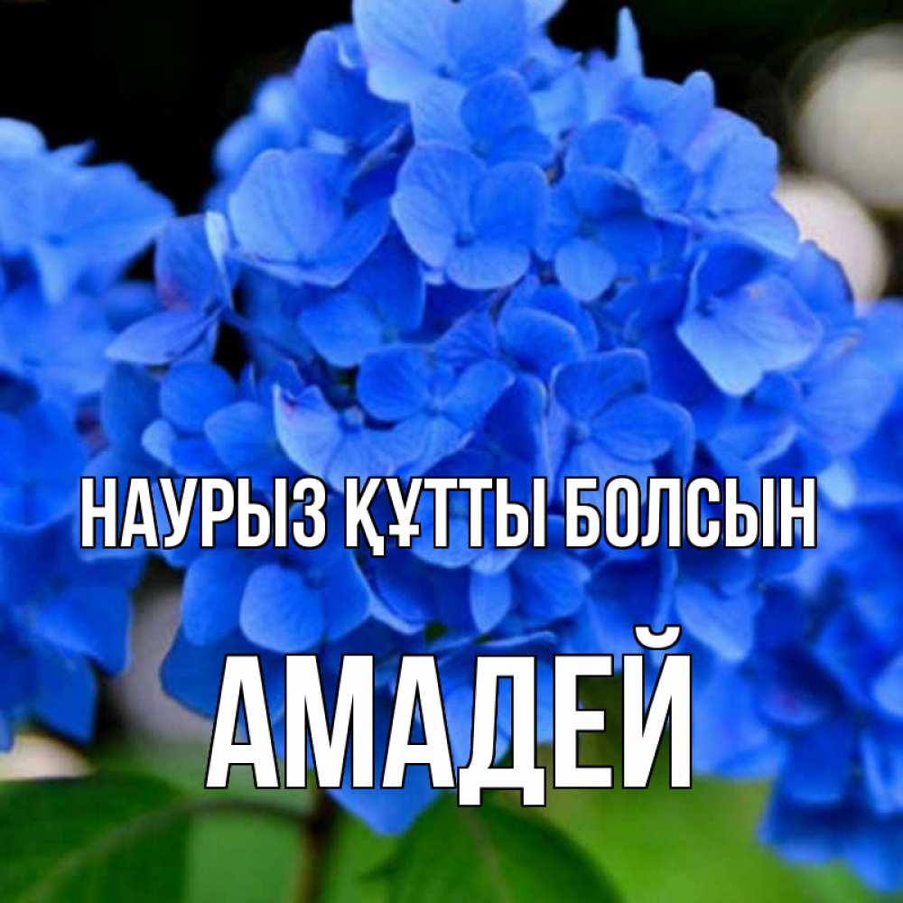 Күн сайын ашық хат с именем, Амадей Наурыз құтты болсын синие цветы Онлайн тегін жүктеп алу тілектері бар керемет карта 