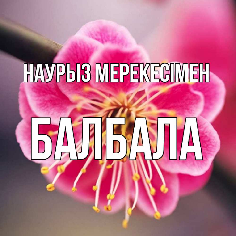 Күн сайын ашық хат с именем, БАЛБАЛА Наурыз мерекесімен цветы Онлайн тегін жүктеп алу тілектері бар керемет карта 