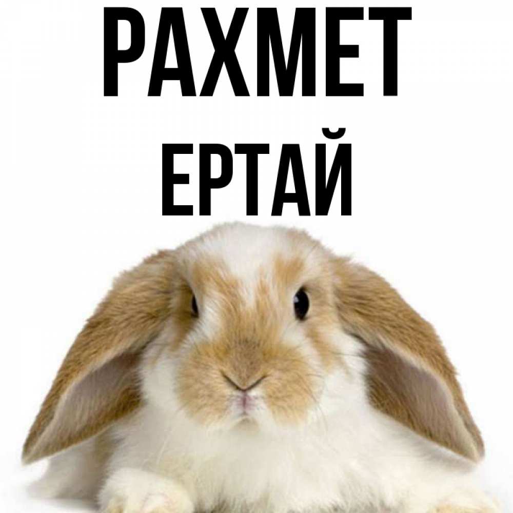 Күн сайын ашық хат с именем, Ертай рахмет коричнево белый заяц Онлайн тегін жүктеп алу тілектері бар керемет карта 