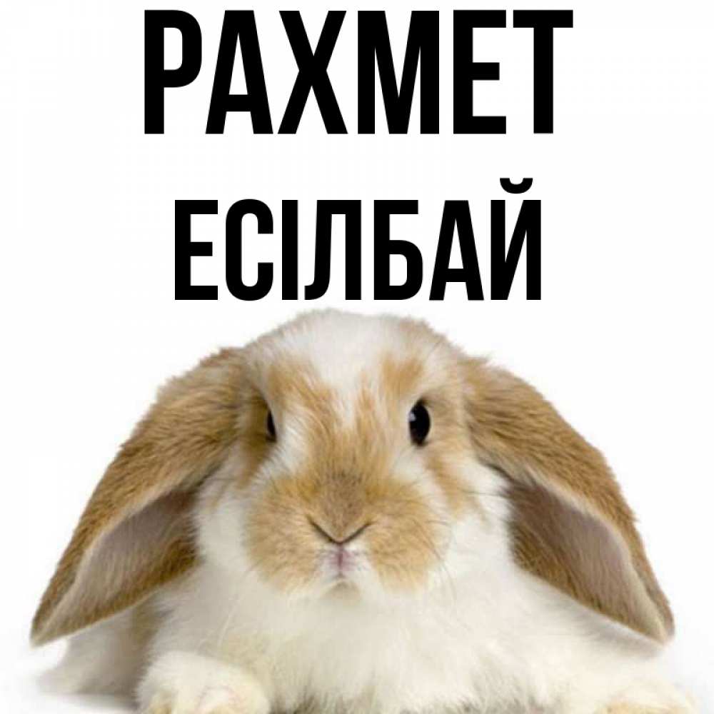 Күн сайын ашық хат с именем, Есілбай рахмет коричнево белый заяц Онлайн тегін жүктеп алу тілектері бар керемет карта 