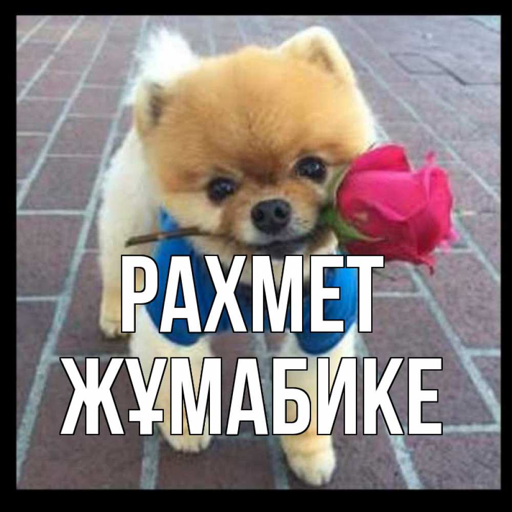 Күн сайын ашық хат с именем, ЖҰМАБИКЕ рахмет спасибо и дарю тебе цветок Онлайн тегін жүктеп алу тілектері бар керемет карта 