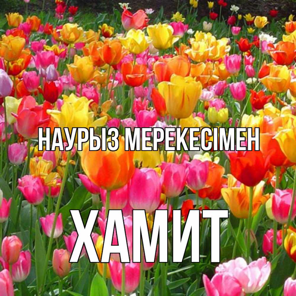 Күн сайын ашық хат с именем, ХАМИТ Наурыз мерекесімен праздник весны наурыз 4 Онлайн тегін жүктеп алу тілектері бар керемет карта 