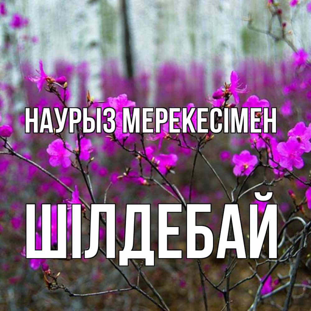 Күн сайын ашық хат с именем, ШІЛДЕБАЙ Наурыз мерекесімен дикие цветы Онлайн тегін жүктеп алу тілектері бар керемет карта 