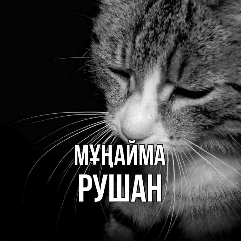 Күн сайын ашық хат с именем, Рушан Мұңайма грустный котик Онлайн тегін жүктеп алу тілектері бар керемет карта 