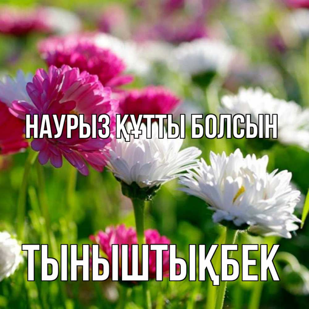 Күн сайын ашық хат с именем, ТЫНЫШТЫҚБЕК Наурыз құтты болсын наурыз Онлайн тегін жүктеп алу тілектері бар керемет карта 