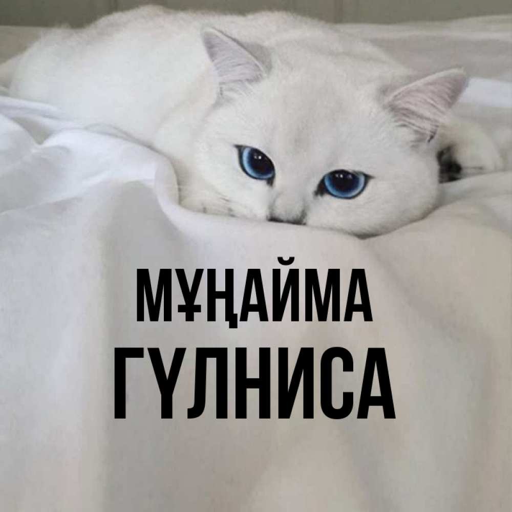 Күн сайын ашық хат с именем, ГҮЛНИСА Мұңайма Голубоглазая кошка Онлайн тегін жүктеп алу тілектері бар керемет карта 