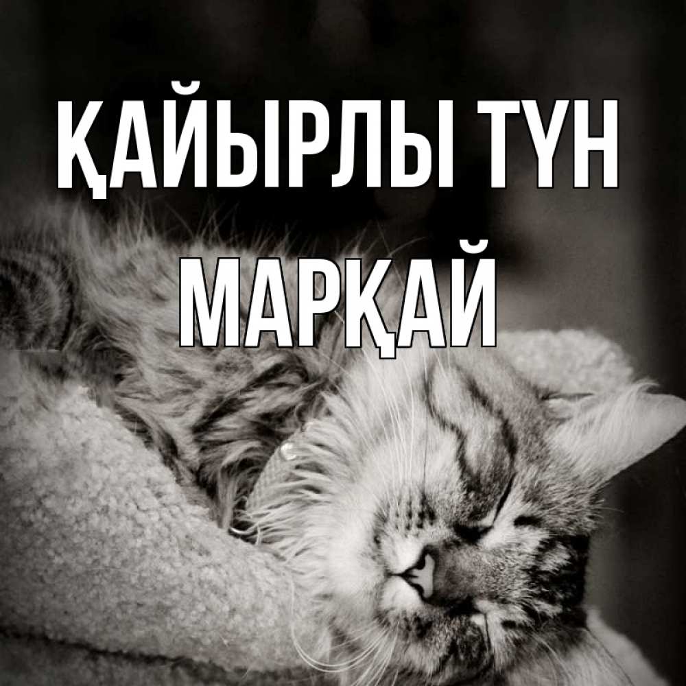 Күн сайын ашық хат с именем, МАРҚАЙ Қайырлы түн котярик пушистый Онлайн тегін жүктеп алу тілектері бар керемет карта 
