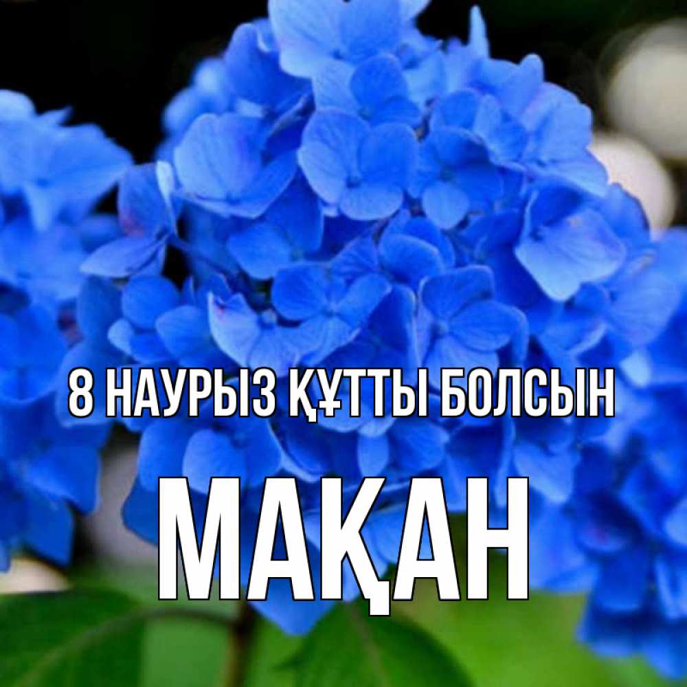 Күн сайын ашық хат с именем, Мақан 8 наурыз құтты болсын синие цветы Онлайн тегін жүктеп алу тілектері бар керемет карта 