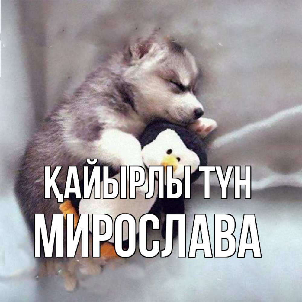 Күн сайын ашық хат с именем, Мирослава Қайырлы түн обнимашки щенка и пингвина Онлайн тегін жүктеп алу тілектері бар керемет карта 