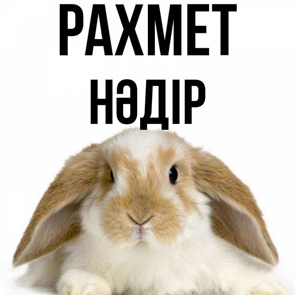 Күн сайын ашық хат с именем, НӘДІР рахмет коричнево белый заяц Онлайн тегін жүктеп алу тілектері бар керемет карта 
