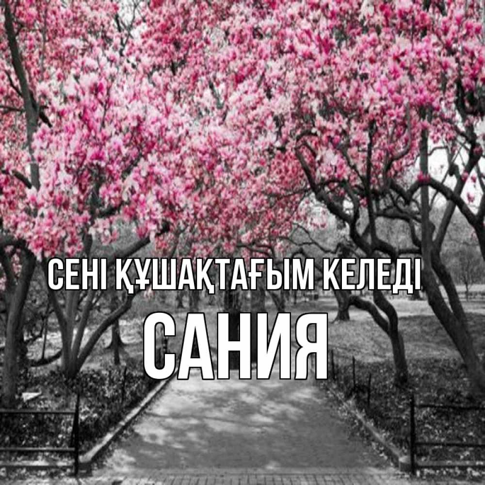Күн сайын ашық хат с именем, Сания сені құшақтағым келеді обработанное фото Онлайн тегін жүктеп алу тілектері бар керемет карта 