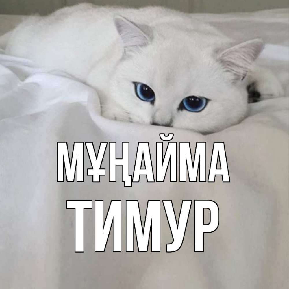 Күн сайын ашық хат с именем, Тимур Мұңайма белый кот с голубыми глазами на белоснежной кровати Онлайн тегін жүктеп алу тілектері бар керемет карта 
