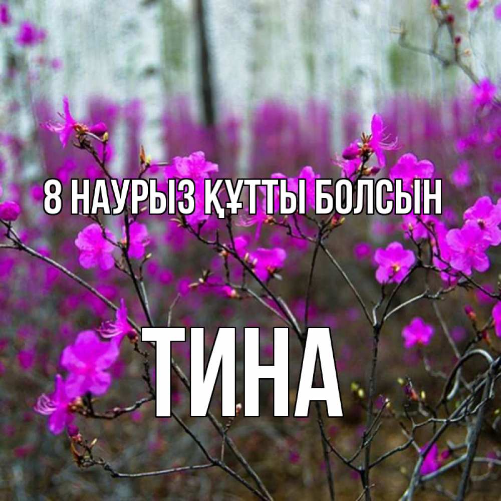 Күн сайын ашық хат с именем, Тина 8 наурыз құтты болсын дикие цветы Онлайн тегін жүктеп алу тілектері бар керемет карта 