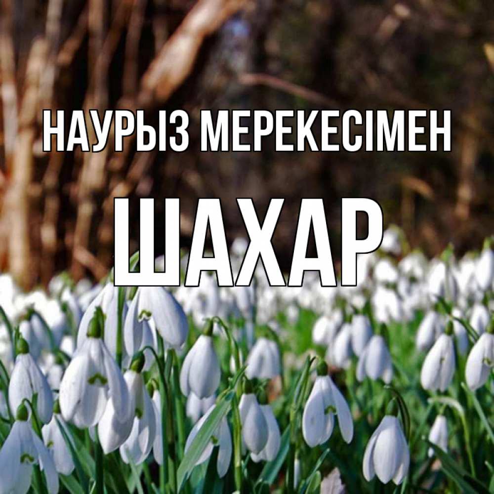 Күн сайын ашық хат с именем, ШАХАР Наурыз мерекесімен с подснежниками 1 Онлайн тегін жүктеп алу тілектері бар керемет карта 
