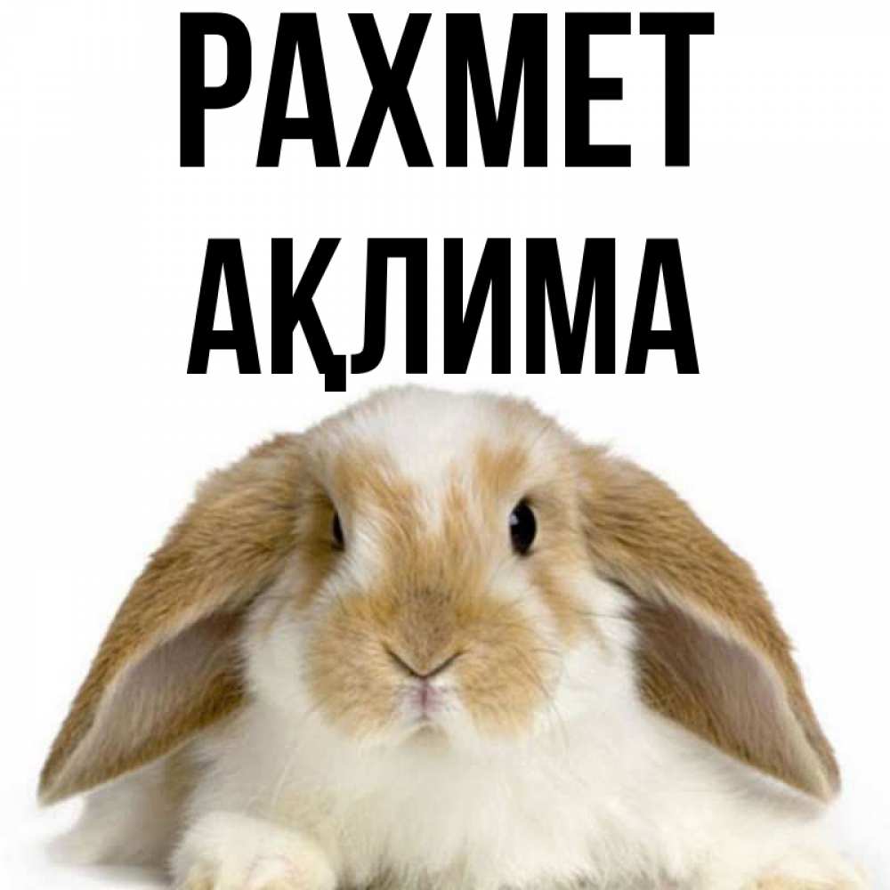Күн сайын ашық хат с именем, АҚЛИМА рахмет коричнево белый заяц Онлайн тегін жүктеп алу тілектері бар керемет карта 