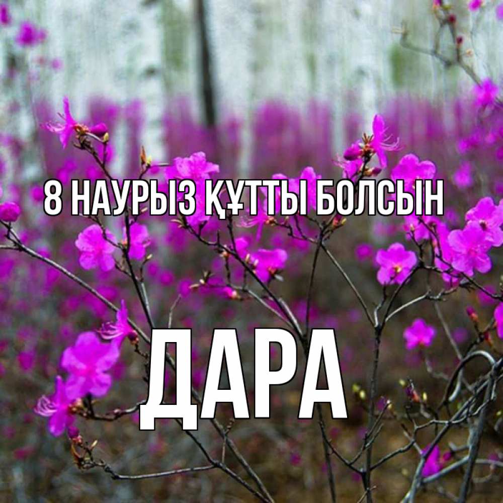 Күн сайын ашық хат с именем, Дара 8 наурыз құтты болсын дикие цветы Онлайн тегін жүктеп алу тілектері бар керемет карта 