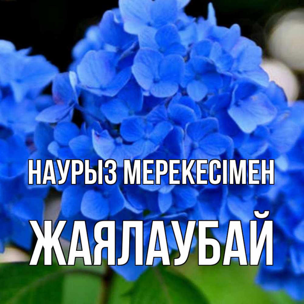 Күн сайын ашық хат с именем, Жаялаубай Наурыз мерекесімен синие цветы Онлайн тегін жүктеп алу тілектері бар керемет карта 