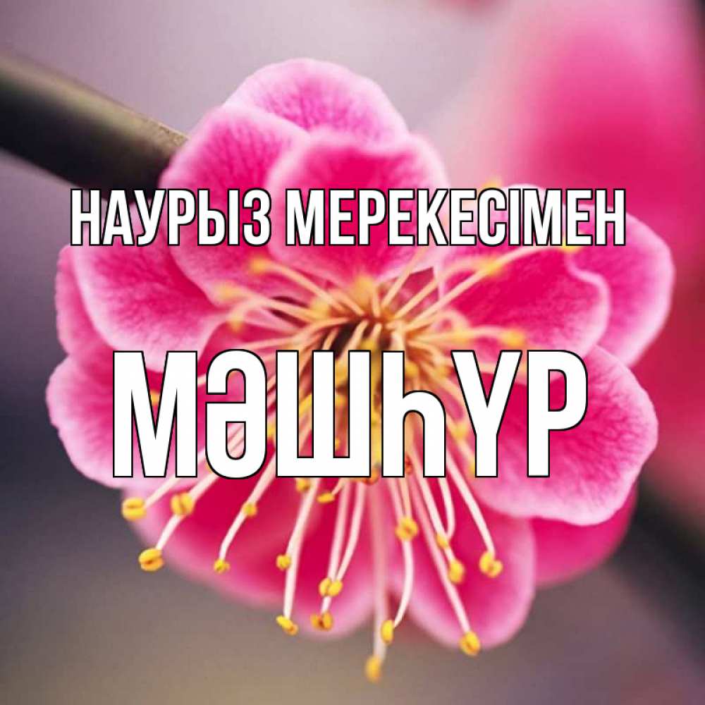 Күн сайын ашық хат с именем, МӘШҺҮР Наурыз мерекесімен цветы Онлайн тегін жүктеп алу тілектері бар керемет карта 