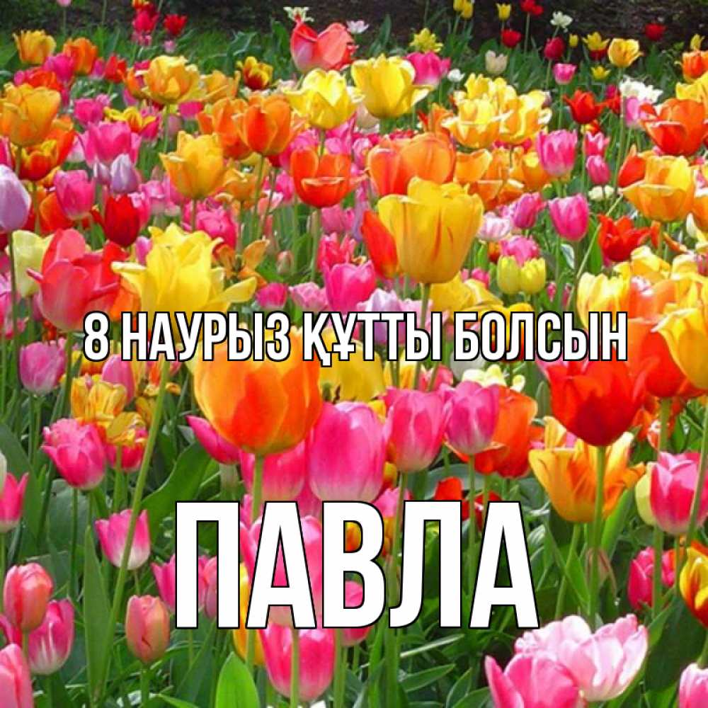 Күн сайын ашық хат с именем, Павла 8 наурыз құтты болсын на международный женский день Онлайн тегін жүктеп алу тілектері бар керемет карта 