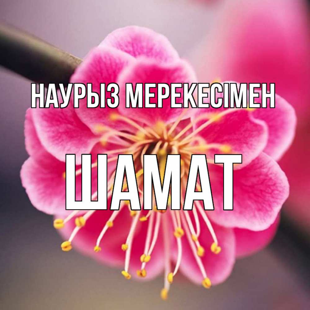 Күн сайын ашық хат с именем, ШАМАТ Наурыз мерекесімен цветы Онлайн тегін жүктеп алу тілектері бар керемет карта 