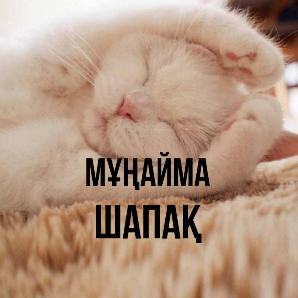 Күн сайын ашық хат с именем, ШАПАҚ Мұңайма Котенок спит Онлайн тегін жүктеп алу тілектері бар керемет карта 