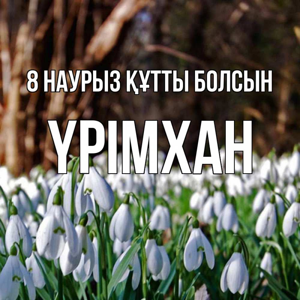 Күн сайын ашық хат с именем, Үрімхан 8 наурыз құтты болсын с подснежниками 1 Онлайн тегін жүктеп алу тілектері бар керемет карта 