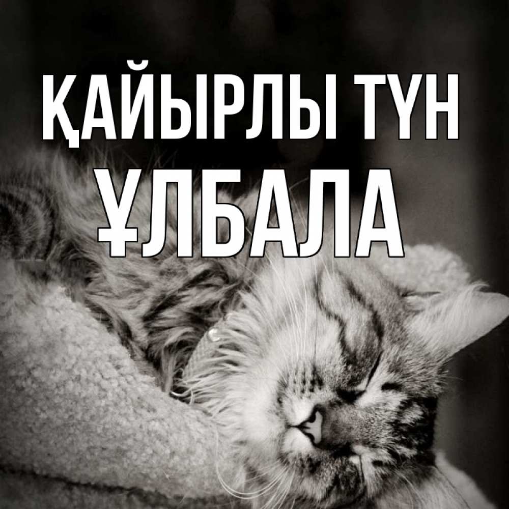 Күн сайын ашық хат с именем, ҰЛБАЛА Қайырлы түн котярик пушистый Онлайн тегін жүктеп алу тілектері бар керемет карта 