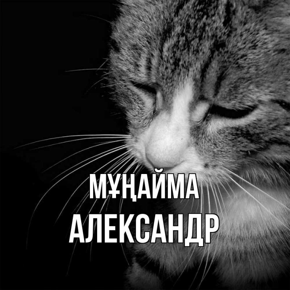 Күн сайын ашық хат с именем, Александр Мұңайма грустный котик Онлайн тегін жүктеп алу тілектері бар керемет карта 