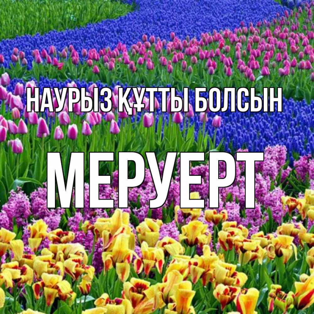Күн сайын ашық хат с именем, МЕРУЕРТ Наурыз құтты болсын цветы Онлайн тегін жүктеп алу тілектері бар керемет карта 